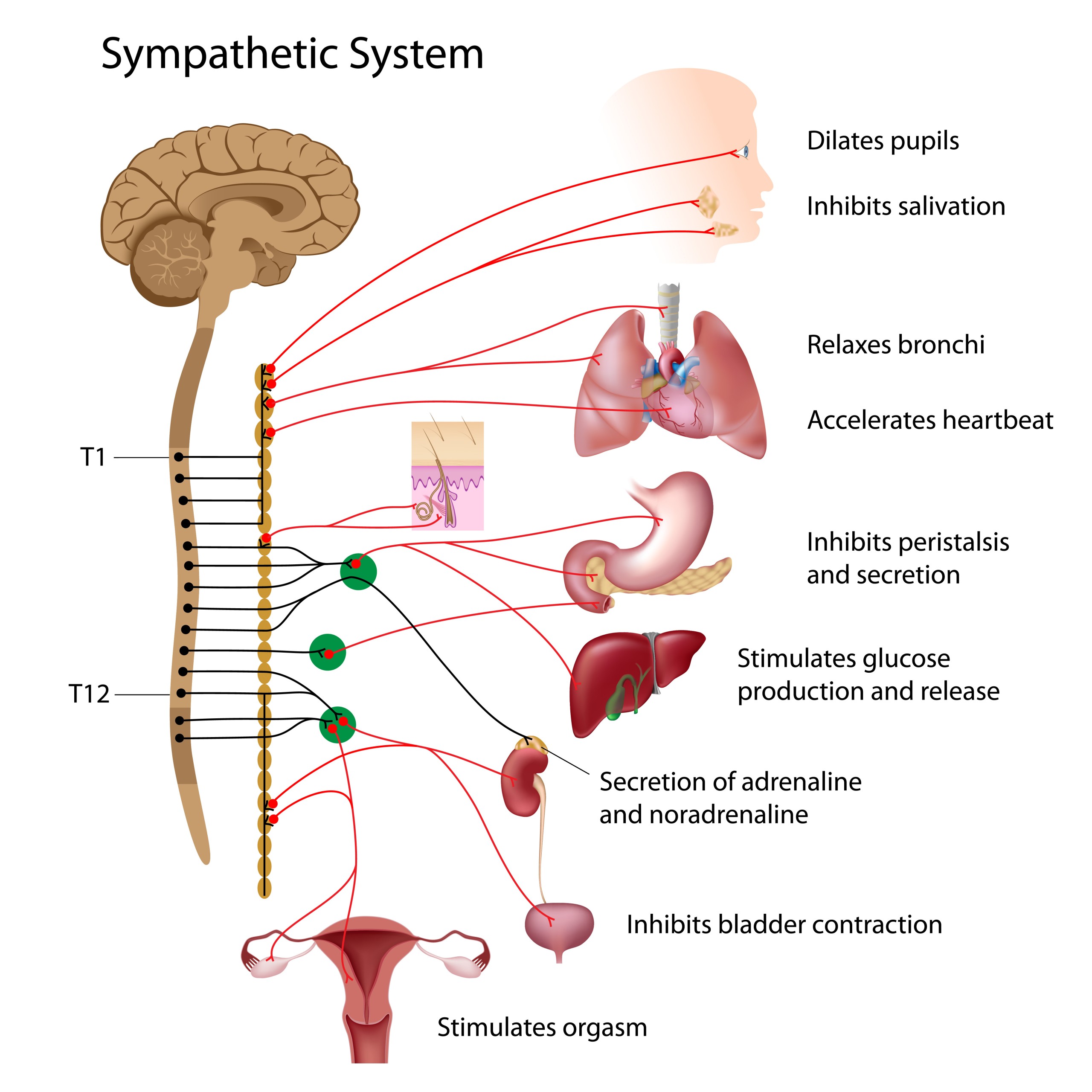 sympathetic nervous system